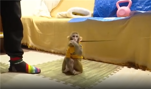 女子救下獼猴養半年 自然資源局:涉嫌違法(圖2) 女子救下獼猴養半年 自然資源局:涉嫌違法