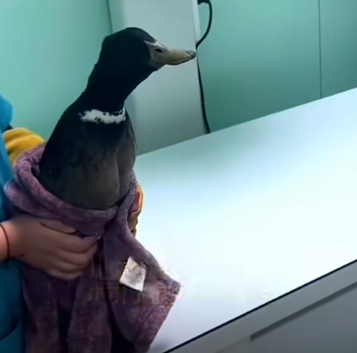 鋼珠求救鴨去世了引熱議 網(wǎng)友:求生欲很強 遺憾(圖2) 鋼珠求救鴨去世了引熱議 網(wǎng)友:求生欲很強 遺憾