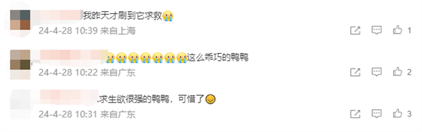 鋼珠求救鴨去世了引熱議 網(wǎng)友:求生欲很強 遺憾(圖4) 鋼珠求救鴨去世了引熱議 網(wǎng)友:求生欲很強 遺憾