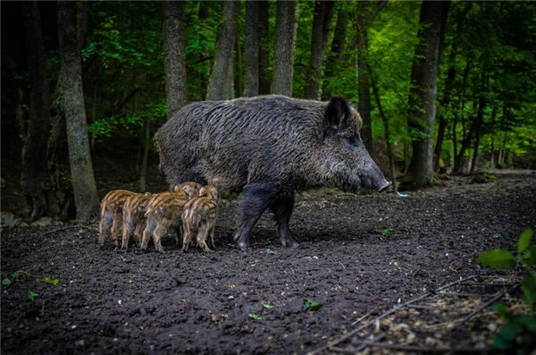 泛濫成災!專家:建議修法允許食用檢疫合格野豬(圖1) 泛濫成災!專家:建議修法允許食用檢疫合格野豬