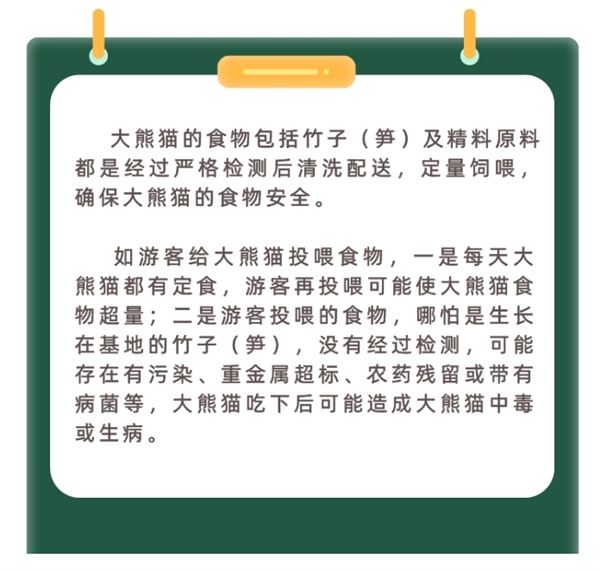 兩人被終身禁入成都熊貓基地:假期參觀時擅自投喂蘋果(圖2) 兩人被終身禁入成都熊貓基地:假期參觀時擅自投喂蘋果