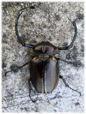 三峽壩區首次發現陽彩臂金龜:瀕危物種 以腐朽木質為食(圖2) 三峽壩區首次發現陽彩臂金龜:瀕危物種 以腐朽木質為食