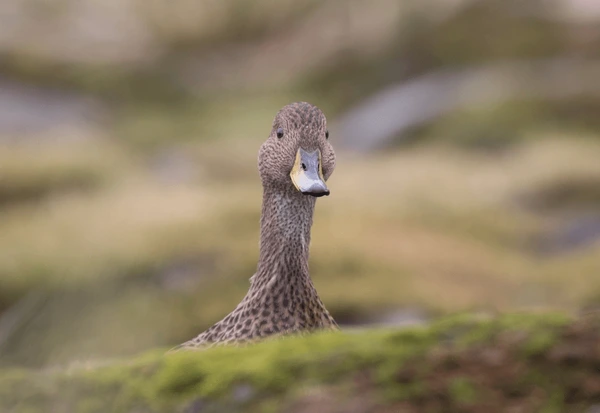 南京出現鴨浪奇觀:成群野鴨自由翱翔(圖1) 南京出現鴨浪奇觀:成群野鴨自由翱翔