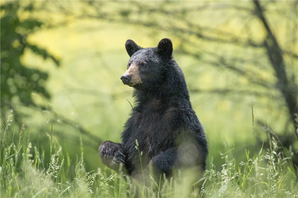 吃了未熟透的熊肉:美國一家6口全部感染致命旋毛蟲病(圖1) 吃了未熟透的熊肉:美國一家6口全部感染致命旋毛蟲病