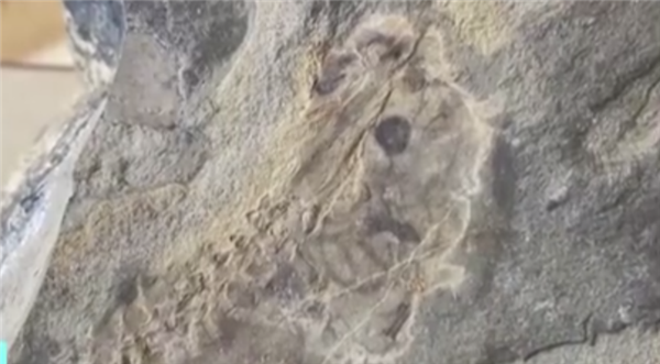 距今1.6億年!科學家發現世上已知最古老蝌蚪化石(圖1) 距今1.6億年!科學家發現世上已知最古老蝌蚪化石