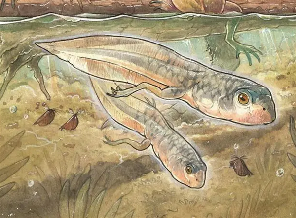 距今1.6億年!科學家發現世上已知最古老蝌蚪化石(圖2) 距今1.6億年!科學家發現世上已知最古老蝌蚪化石