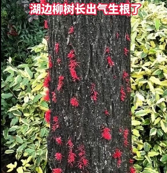 南方潮濕到樹都長出氣生根了:網友大開眼界(圖2) 南方潮濕到樹都長出氣生根了:網友大開眼界