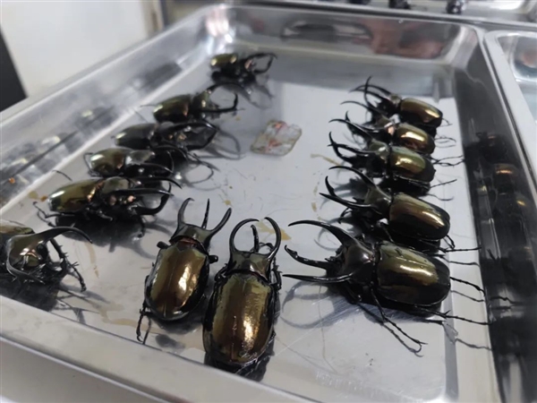 女子一人攜帶439只境外甲蟲被查:可長到10厘米 兇猛好斗(圖1) 女子一人攜帶439只境外甲蟲被查:可長到10厘米 兇猛好斗